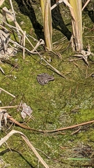 Lithobates blairi