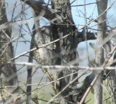 Chloropicus fuscescens