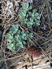 Antennaria parvifolia