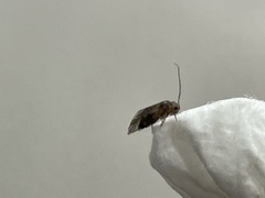 Psocidae