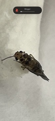 Psocidae