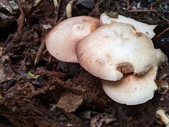 Volvariella bombycina