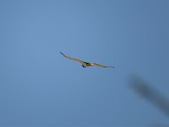 Circaetus pectoralis