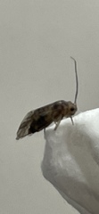 Psocidae