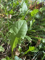 Crepidinae