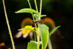 Melanoplus bivittatus