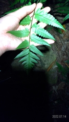 Diplazium taiwanense