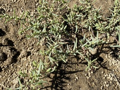 Suaeda maritima