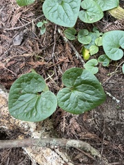 Asarum caudatum