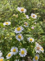 Symphyotrichum firmum