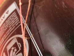 Leptopteromyia americana