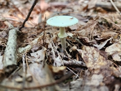 Amanita lavendula