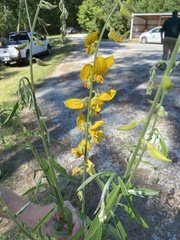 Crotalaria juncea