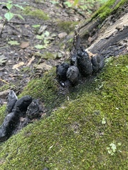 Xylaria longipes