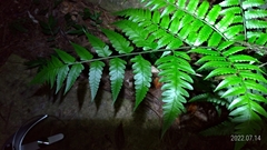 Diplazium taiwanense