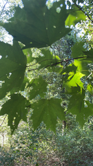 Acer