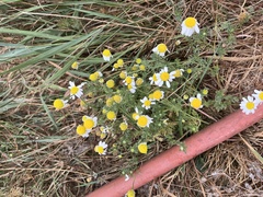 Matricaria chamomilla