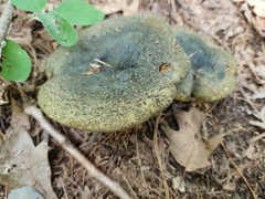 Lactarius atroviridis