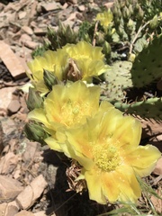 Opuntia macrorhiza