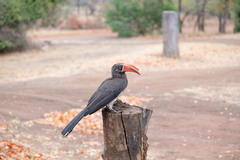 Lophoceros alboterminatus
