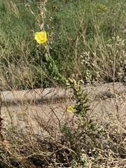 Oenothera elata