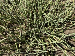 Salicornia perennis
