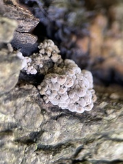 Hypoxylon fragiforme