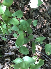 Lonicera canadensis