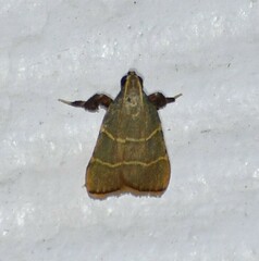 Parachma ochracealis