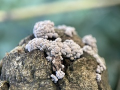 Hypoxylon fragiforme