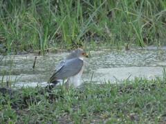 Accipiter minullus