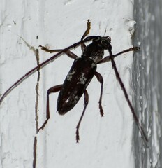 Enaphalodes taeniatus
