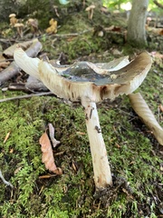 Pluteus cervinus
