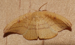Astatochroa fuscimargo