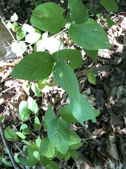 Lonicera canadensis