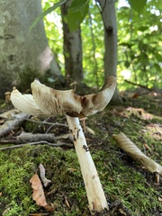 Pluteus cervinus