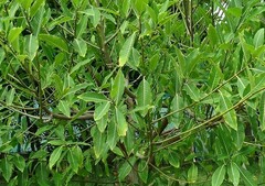 Ficus insipida