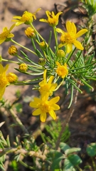 Euryops