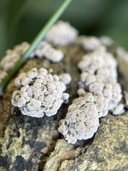Hypoxylon fragiforme