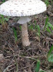 Saproamanita vittadinii