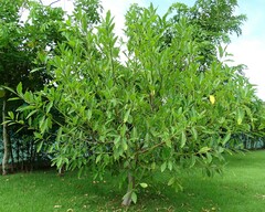 Ficus insipida