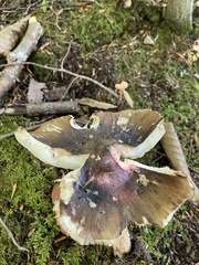 Pluteus cervinus