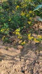 Euryops