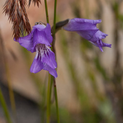 Gladiolus atropictus