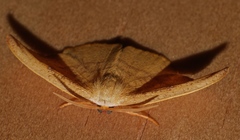 Astatochroa fuscimargo