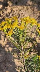 Euryops