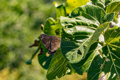 Charaxes