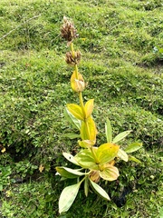 Gentiana lutea
