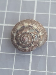 Steromphala umbilicalis