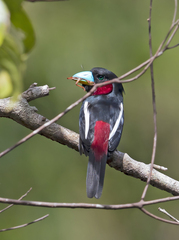 Cymbirhynchus macrorhynchos